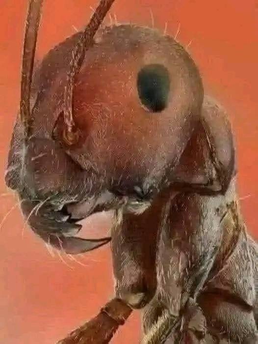 formiga