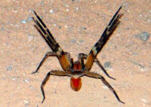 aranha macaco