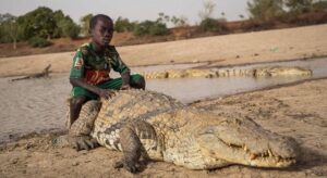 crocodilos doceis