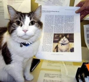 gato diferente