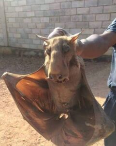 morcego gigante