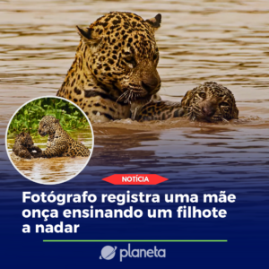 oncinha aprendendo a nadar