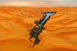 saara oasis
