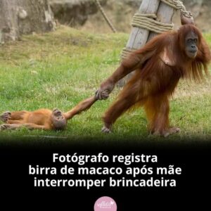 birra animal