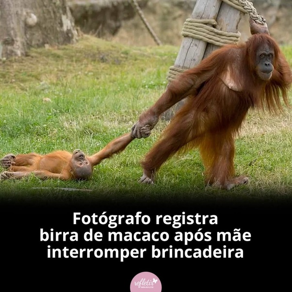 birra animal