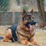 cão guia
