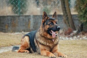 cão guia